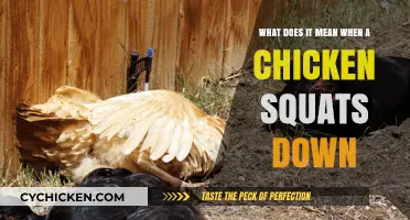 Why Do Chickens Squat? Understanding Chicken Behavior