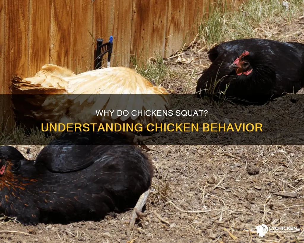 what does it mean when a chicken squats down