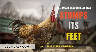 Why Do Chickens Stomp? Understanding Chicken Behavior