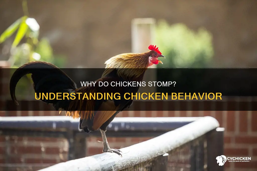 what does it mean when a chicken stomps its feet