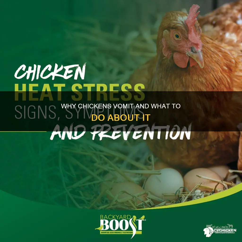 what does it mean when a chicken throws up