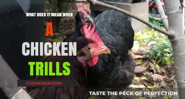 Understanding Chicken Trills: Decoding the Meaning Behind Their Unique Sounds