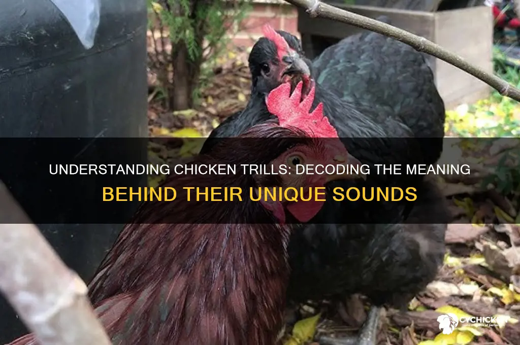 what does it mean when a chicken trills