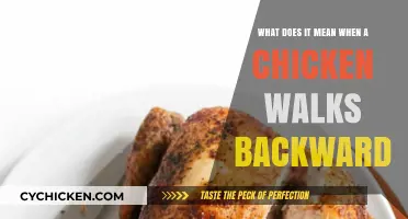 Why Chickens Walk Backwards: Understanding Their Quirky Behavior