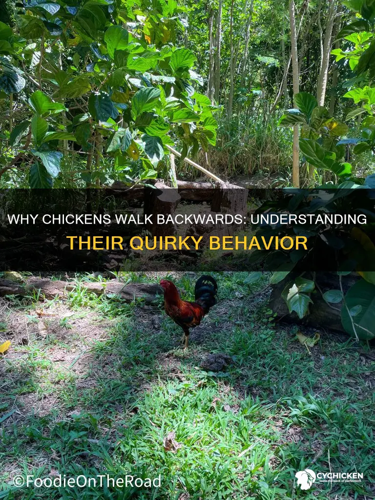 what does it mean when a chicken walks backwards