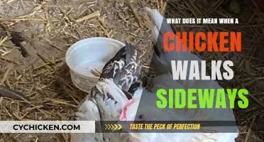 Why Chickens Walk Sideways: Understanding Their Behavior