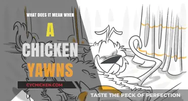 Why Chickens Yawn: Uncovering the Surprising Meaning Behind the Stretch