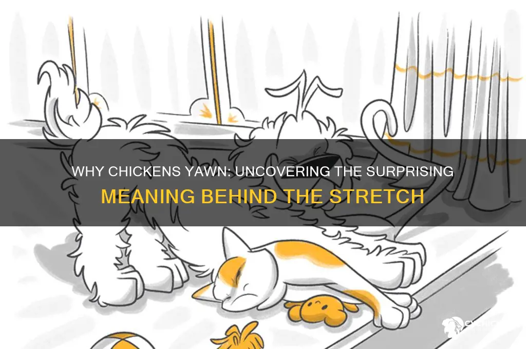 what does it mean when a chicken yawns