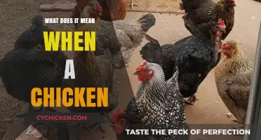Understanding Chicken Behavior: Decoding What It Means When a Chicken Acts Odd
