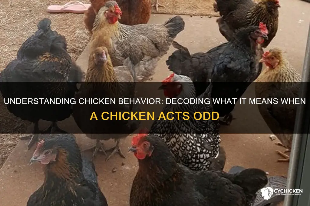what does it mean when a chicken