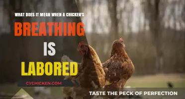 Labored Breathing in Chickens: What Does It Mean?