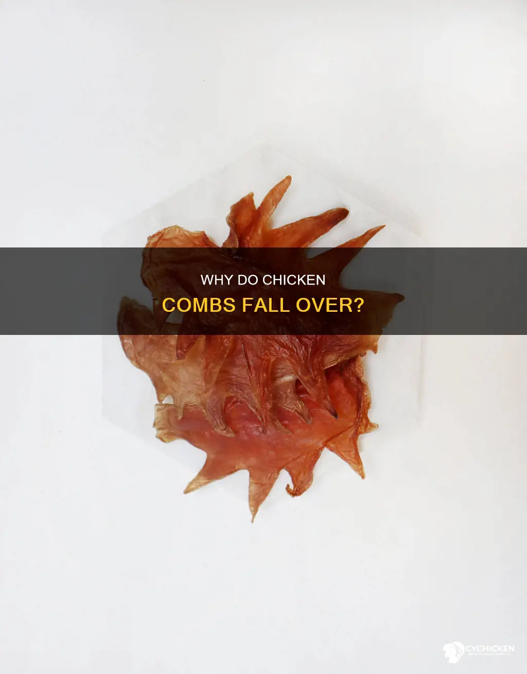 what does it mean when a chicken