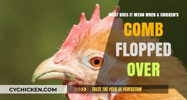 Why Do Chicken Combs Flop Over?