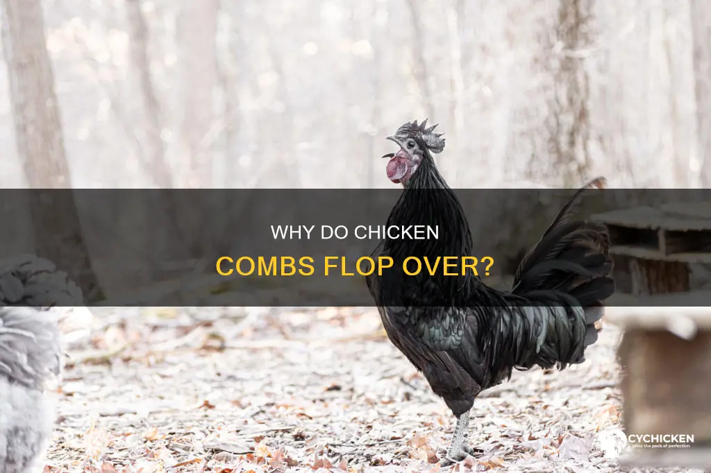 what does it mean when a chicken