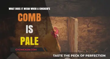 Why is My Chicken's Comb Pale?