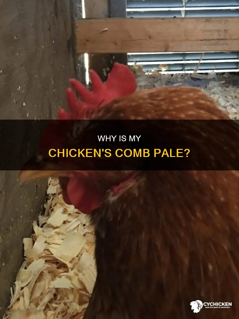 what does it mean when a chicken