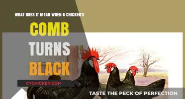 Why Do Chicken Combs Turn Black?