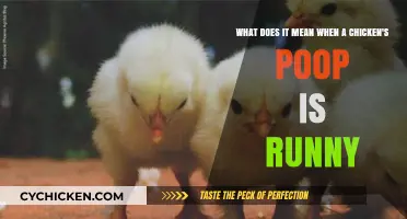 Runny Chicken Poop: What Does It Mean?