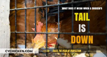Why Do Chickens Droop Their Tails?