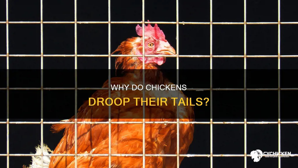 what does it mean when a chicken