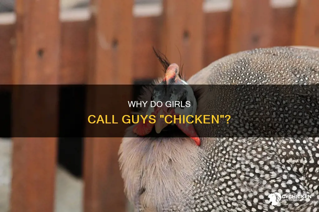 what does it mean when a girl calls you chicken