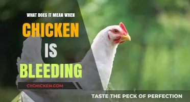 Understanding Chicken Bleeding: Causes, Concerns, and Culinary Implications Explained