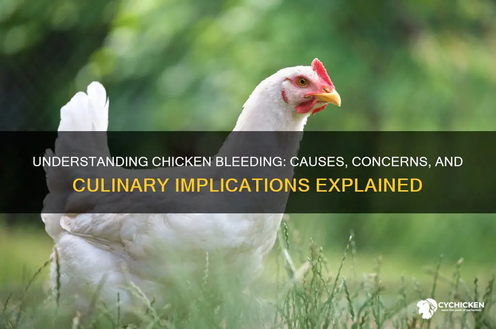 what does it mean when chicken is bleeding