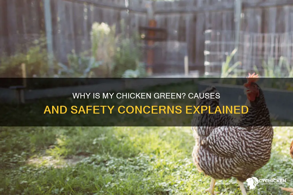 what does it mean when chicken is green