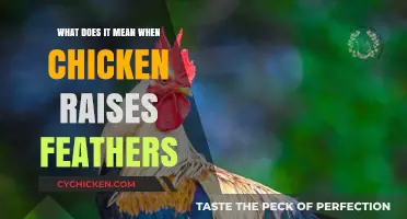 Why Chickens Raise Their Feathers: Understanding Their Behavior and Signals
