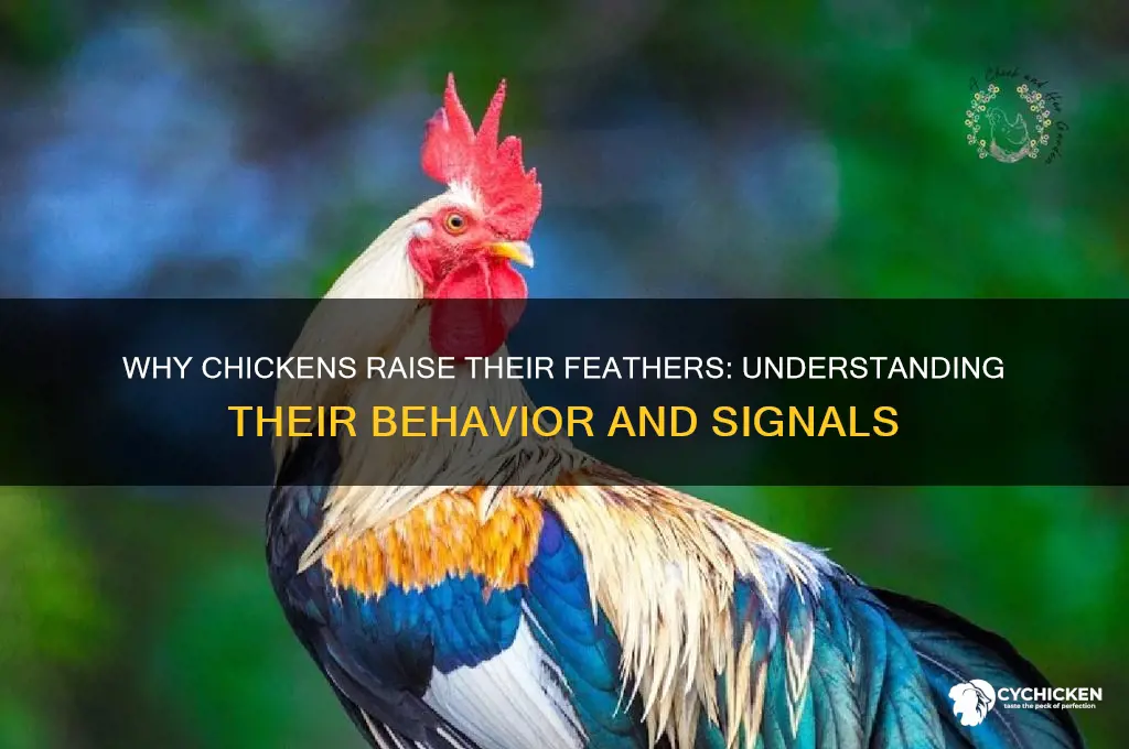what does it mean when chicken raises feathers