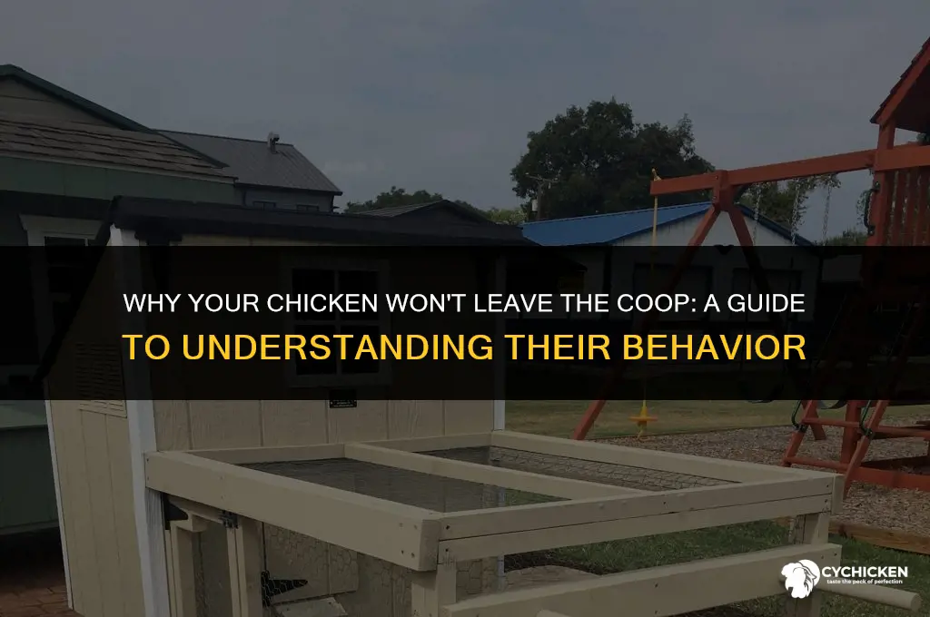 what does it mean when chicken wont leave the coop