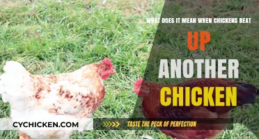 Why Do Chickens Fight and Bully Each Other?