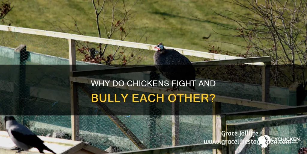 what does it mean when chickens beat up another chicken