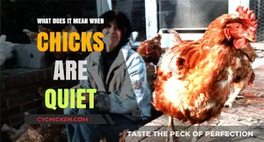 Why Are My Chicks So Quiet? Understanding Their Behavior and Needs