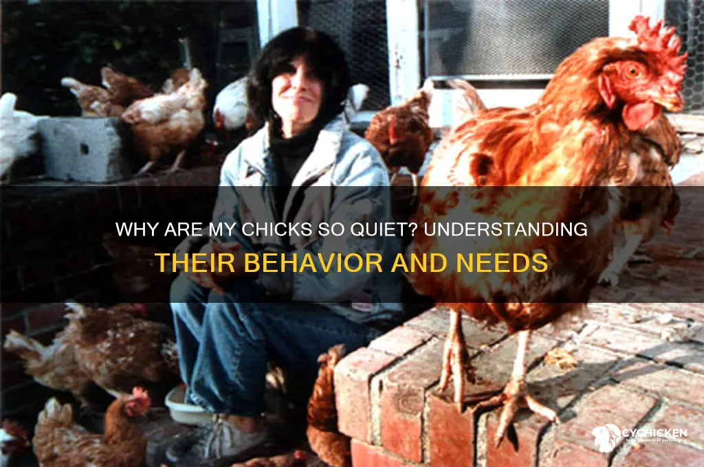 what does it mean when chicks are quiet