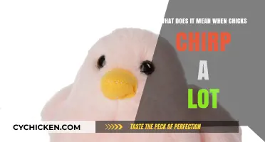 Why Do Chicks Chirp So Much?
