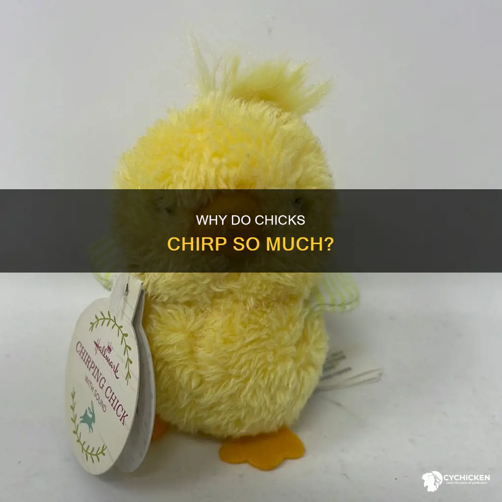 what does it mean when chicks chirp a lot