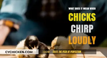 Why Chicks Chirp Loudly: Decoding Their Noisy Communication Signals