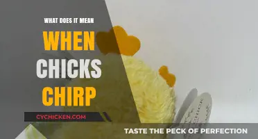 Decoding Chick Chirps: Understanding the Meaning Behind Their Sounds