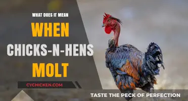 Understanding Chickens' Molting Process and Patterns