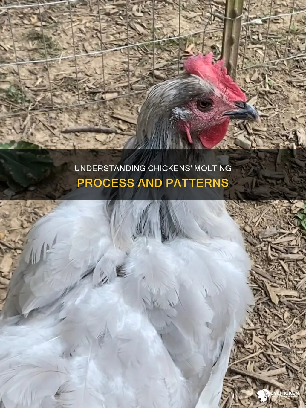 what does it mean when chicks-n-hens molt
