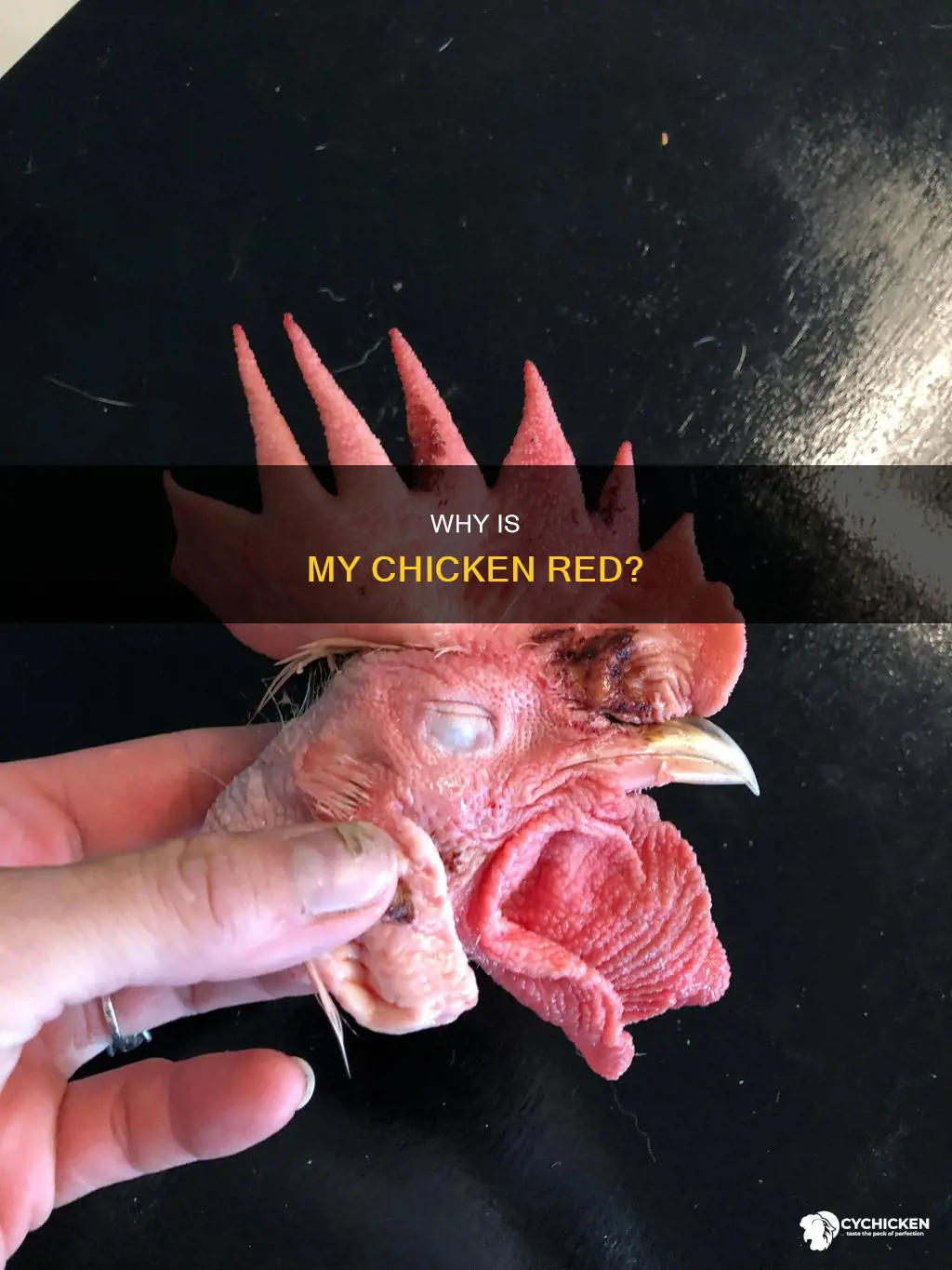 what does it mean when my chicken is red