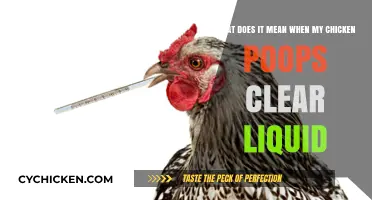 Why Does My Chicken Poop Clear Liquid?