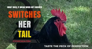 Why Does My Chicken Wag Her Tail?