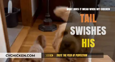Why Does My Chicken Swish His Tail?