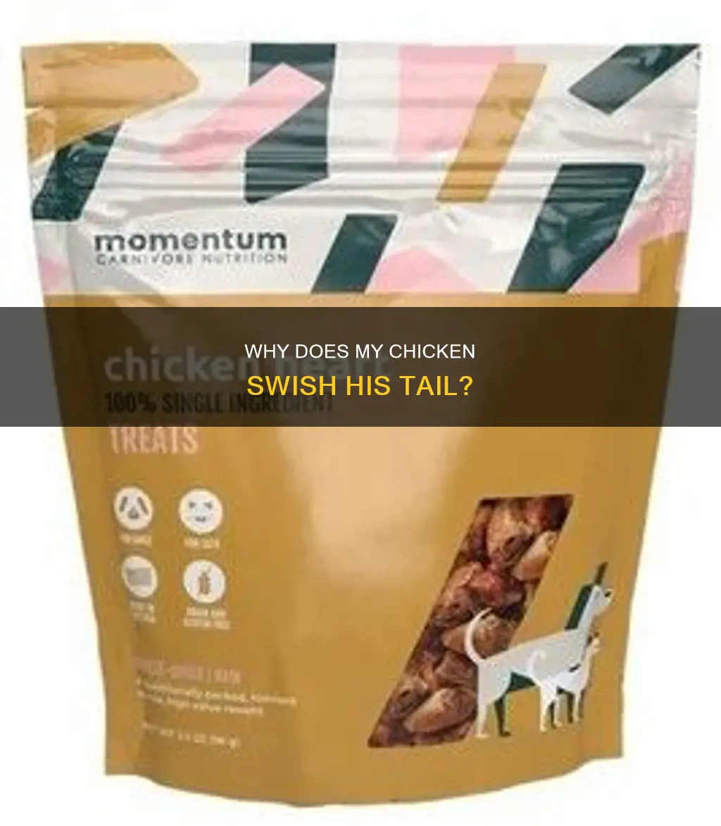 what does it mean when my chicken tail swishes his