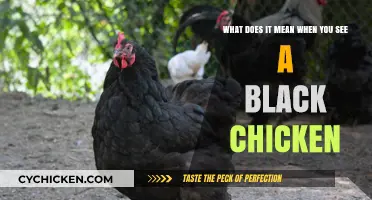 Black Chicken Sighting: What Does It Mean?