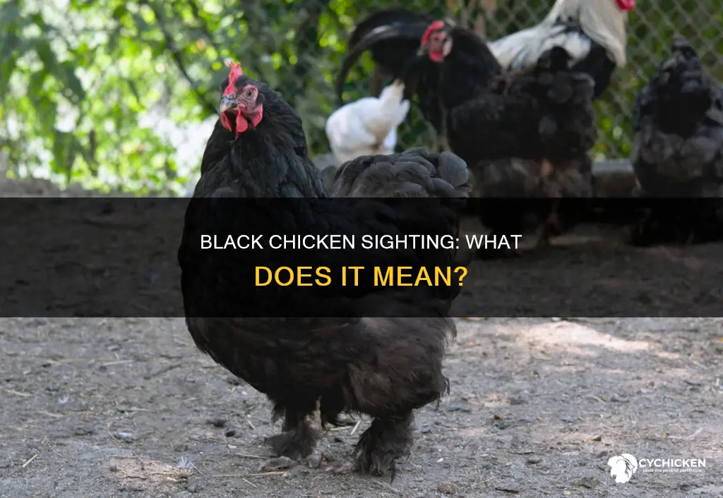 what does it mean when you see a black chicken