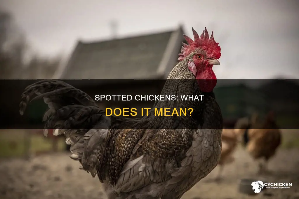 what does it mean when you see a chicken