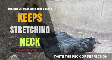 Why Does My Chicken Keep Stretching Its Neck?